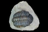 Reedops Trilobite - Atchana, Morocco #130537-1